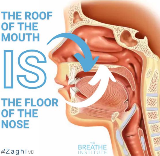 Tongue-tie lead to smaller airways